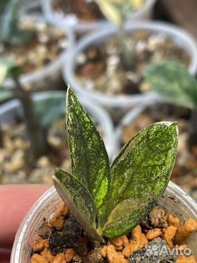 Замиокулькас вариегатный dark zamicro var