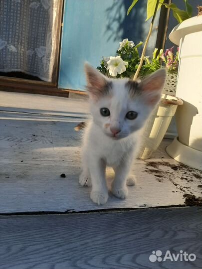 Котёнок в дар