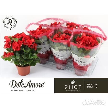 Бегония баладин 14 30