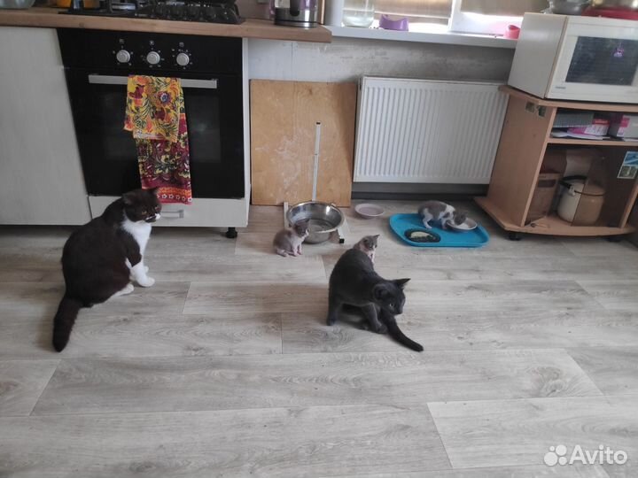 Котята в добрые руки