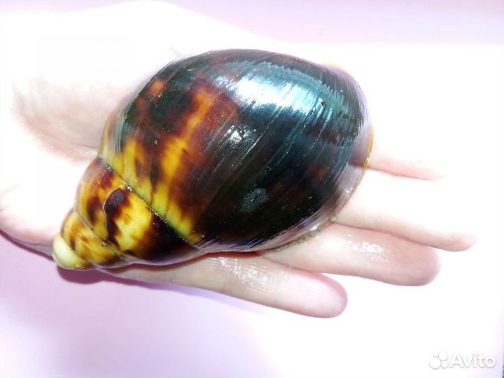 Архахатины