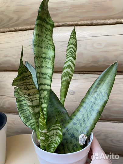 Сансевиерия Зейланика