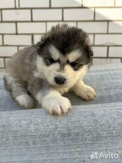 Щенки маламута