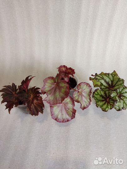 Бегония декоративно лиственная