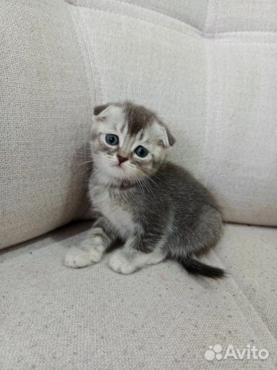 Котята Шотландские