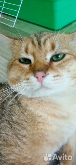 Классный котик в семью