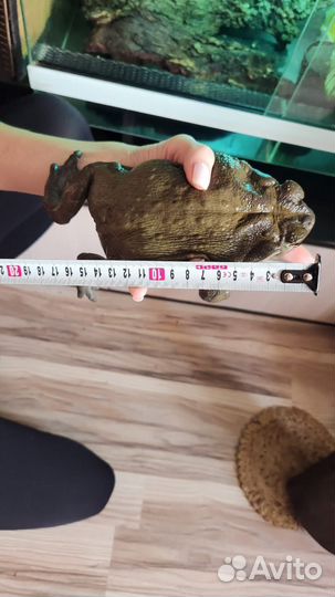 Колорадская жаба (Bufo alvarius)