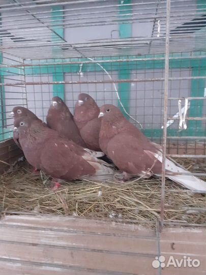 Голуби Ижевскии
