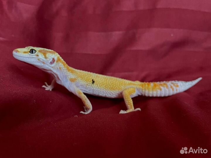 Эублефар самец вязка