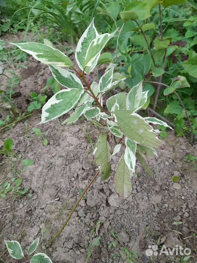 Дерен пестролистный, саженец