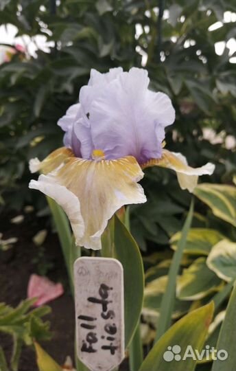 Многолетники для сада