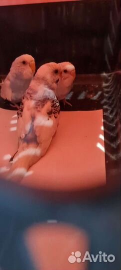 Продам попугая