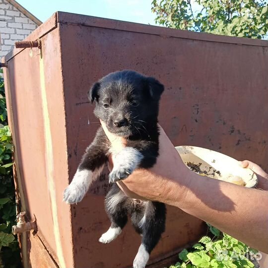 Щенки бесплатно