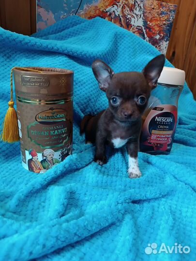 Малыш чокопай