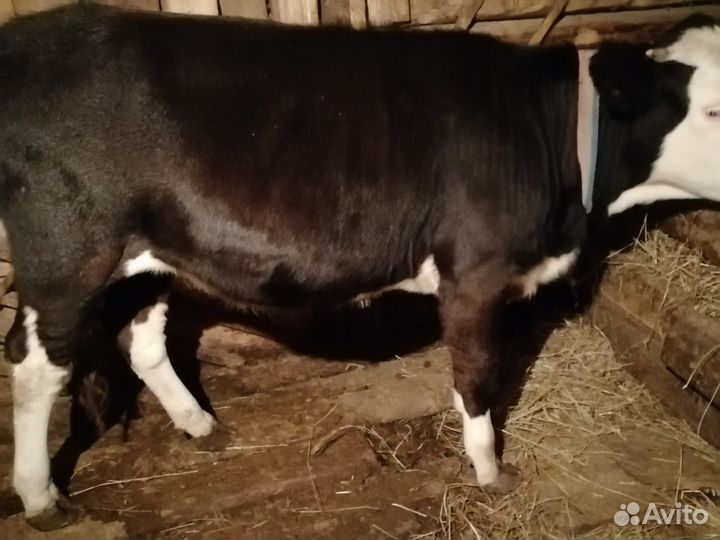 Бык и телочки