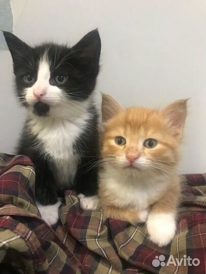 Отдам в добрые руки