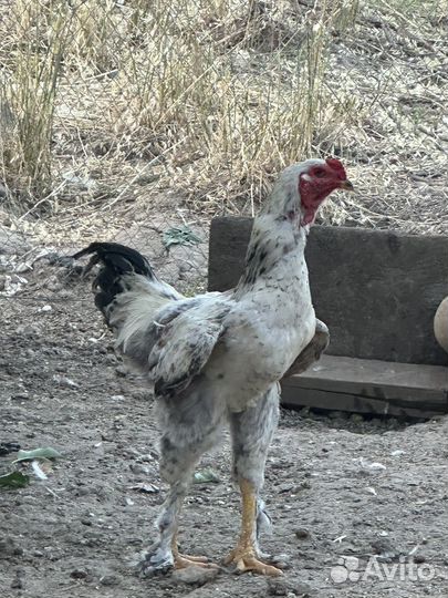 Бойцовые петухи