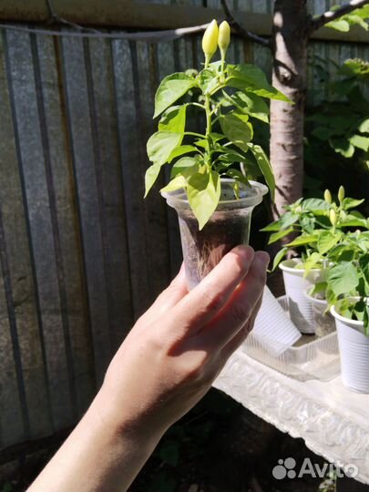 Перец комнатный острый (мини-перчик)