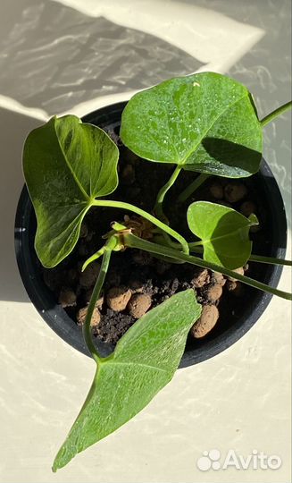 Антуриум,мужское счастье,цветок,комнатное растение