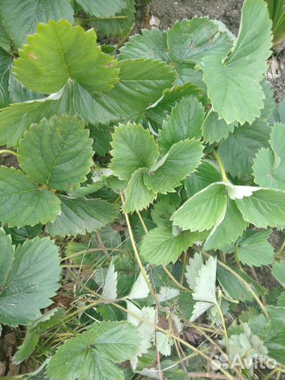 Рассада клубники