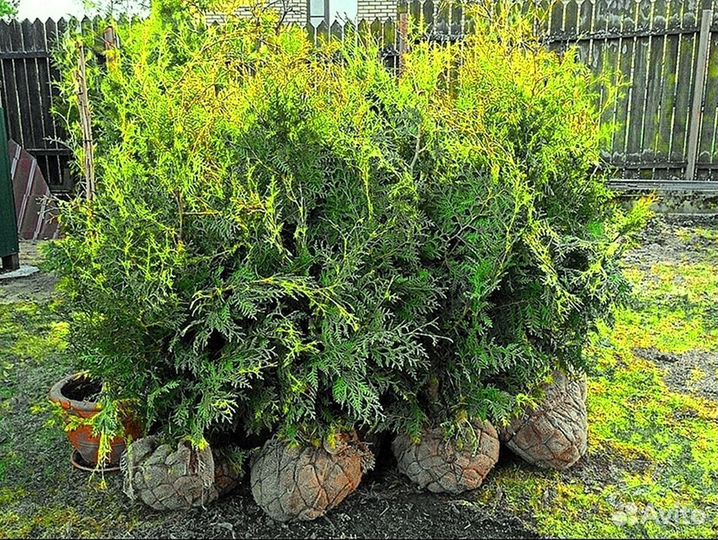 Туи колумна