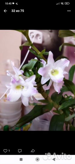 Дендробиум