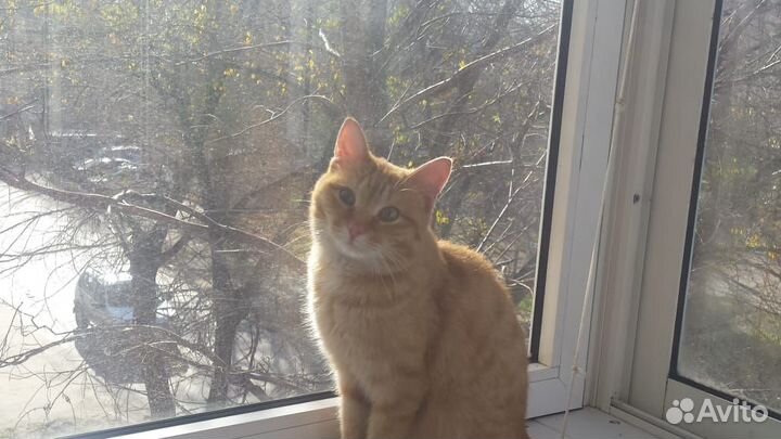 Найден молодой котик