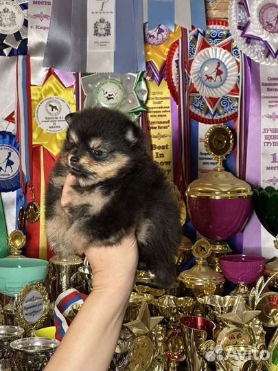 Померанский шпиц