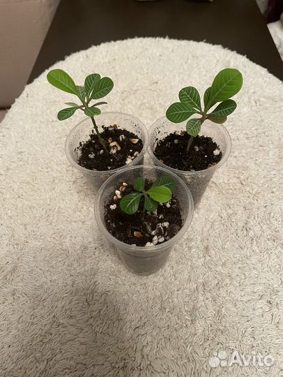 Молочай беложильчатый (эурофоба)