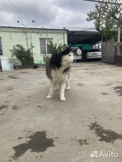Сибирский хаски
