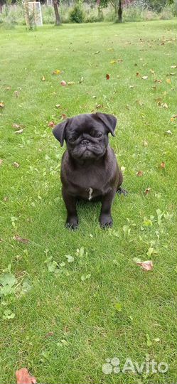 Щенок мопса девочка