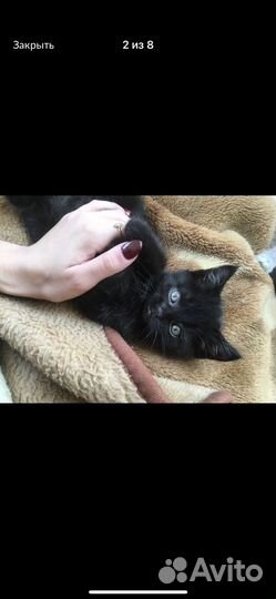 Британские котята