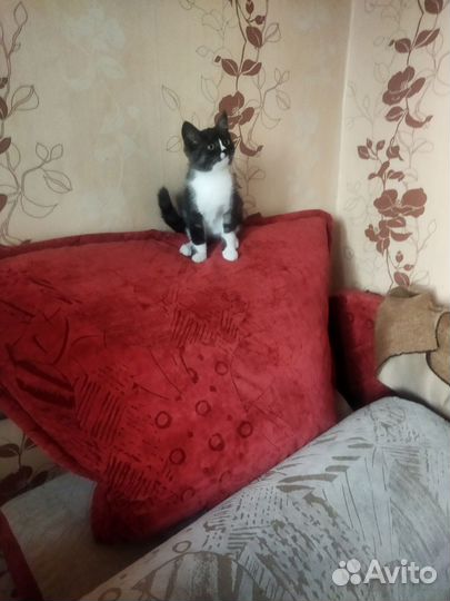 Кошки в добрые руки бесплатно