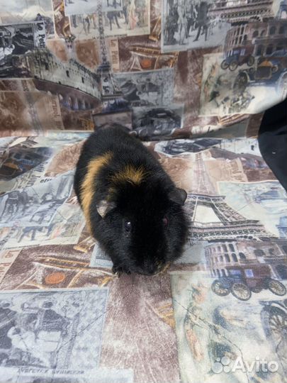 Морская свинка самец вязка