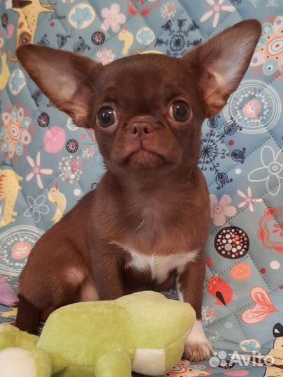 Чихуахуа девочка