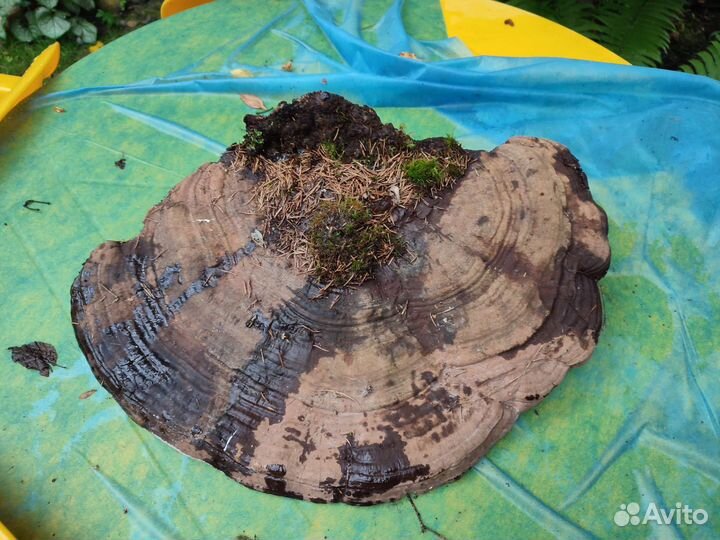 Трутовик плоский