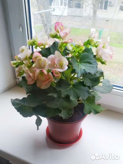 Бегония элатиор