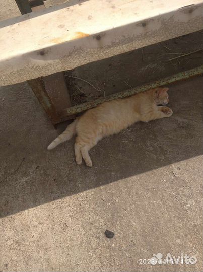 Отдам кота в добрые руки