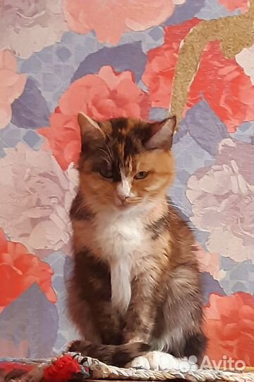 Трехцветочка Инга хочет домой