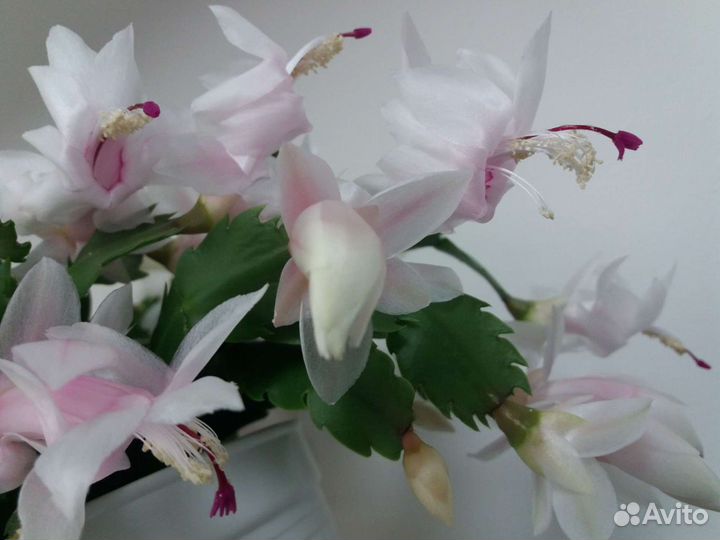 Шлюмбергера сортовая. Шикарный Розовый, Белый, Беж