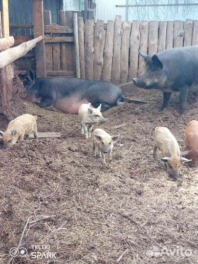 Поросята дикого кабана