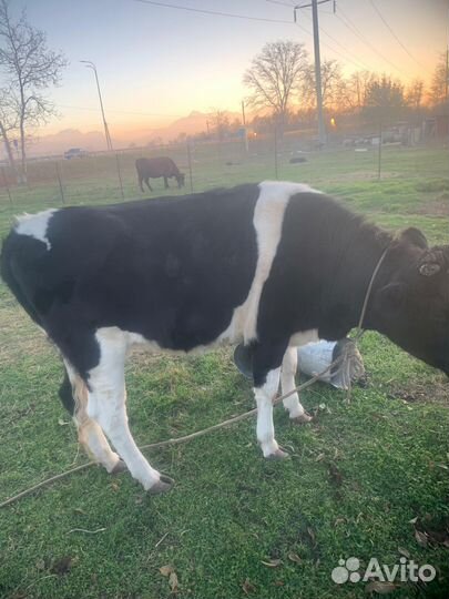 Тёлка 1.9 года хорошей породы 75т торг