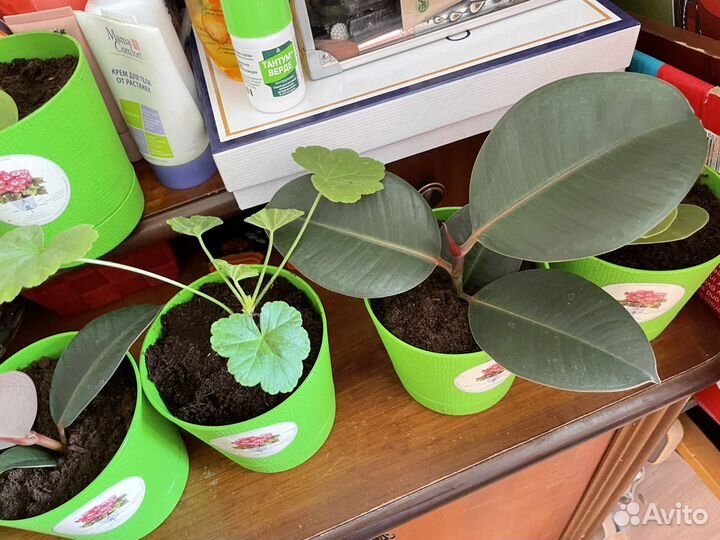 Комнатные растения цветы