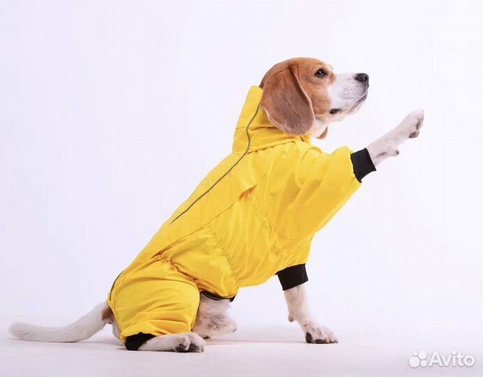 Собака для фотосессии/бигль