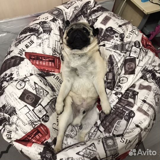 Мопс на вязку