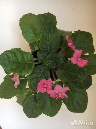 Фиалка в горшках