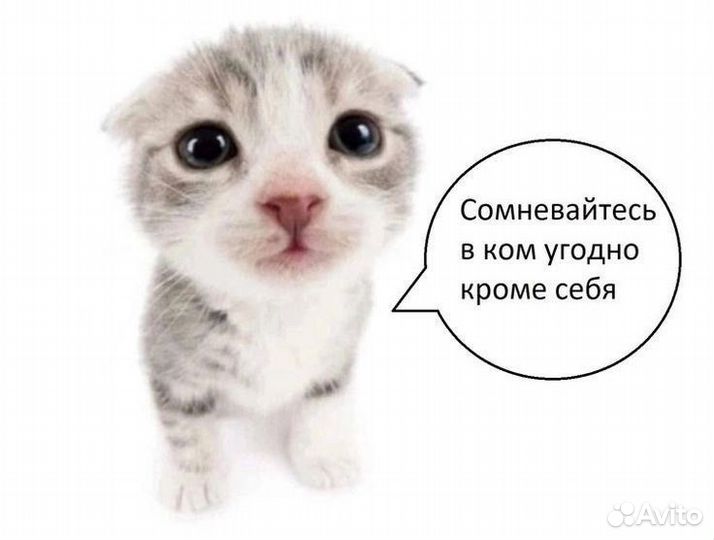 Друг, чтобы присылать котят