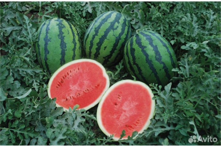 Семена Арбуза 