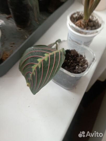 Аглаонема, филодендрон, фикус, маранта
