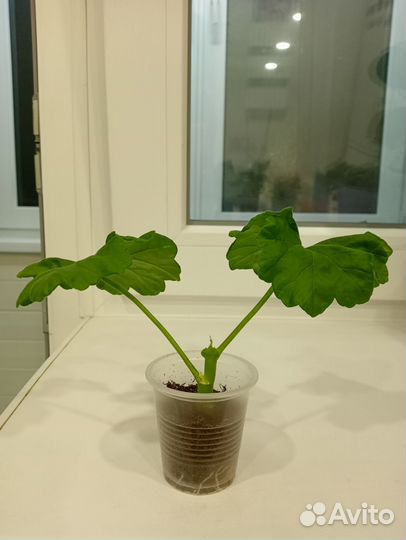 Пеларгония сортовая герань София Эмма, Sophie Emma